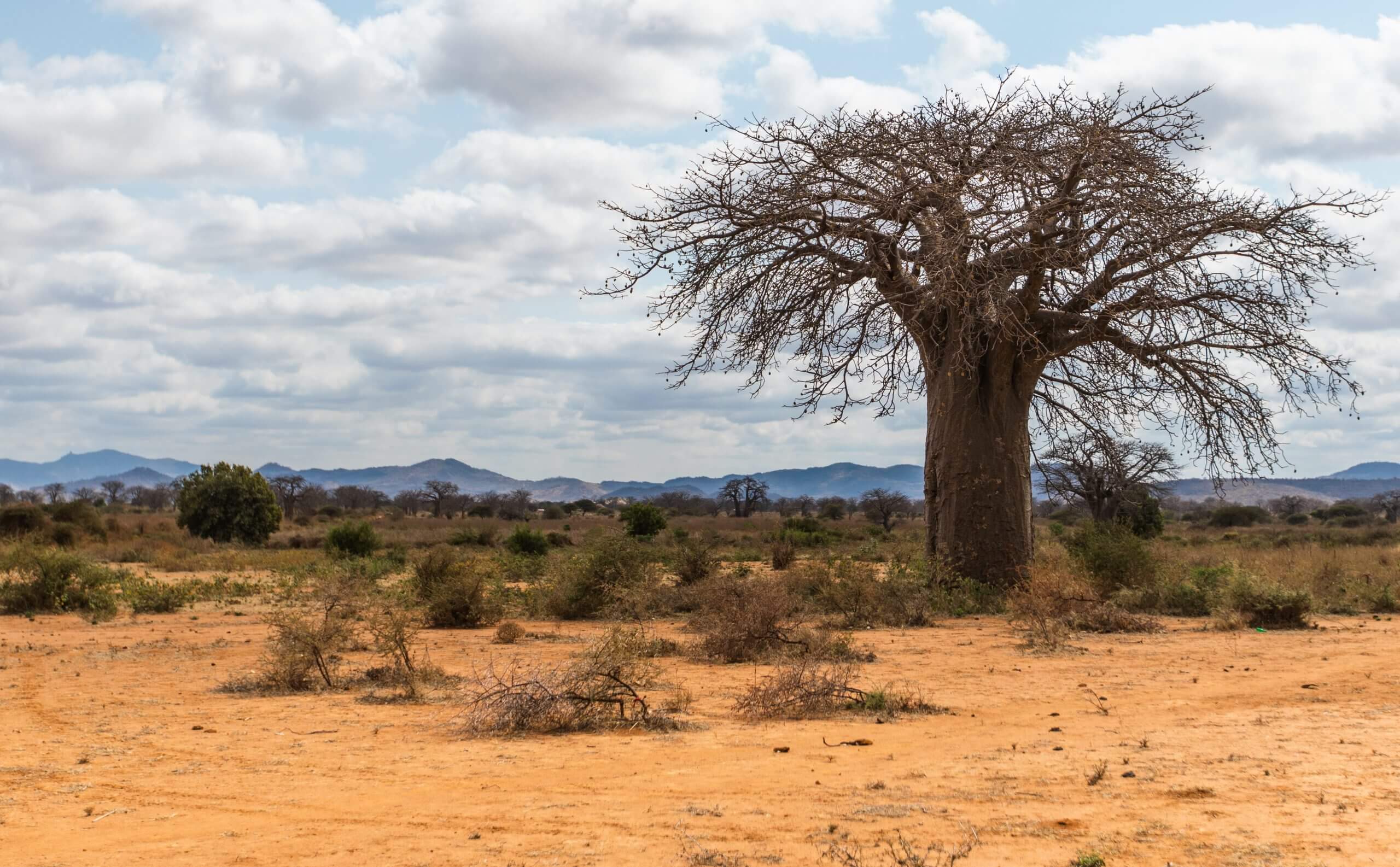 tree africa drought