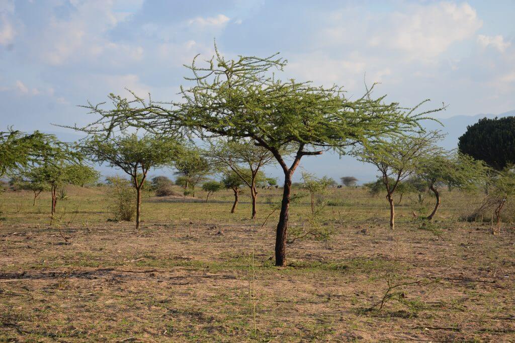 Kisiki Hai Treecovery