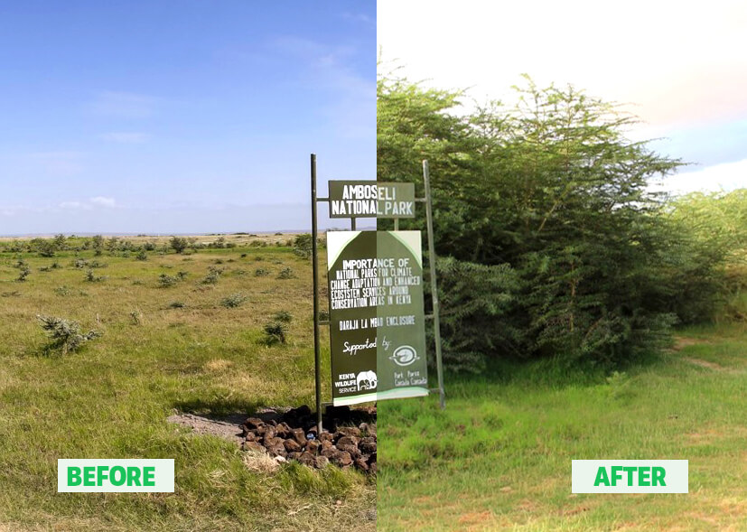 Amboseli National Park before and after