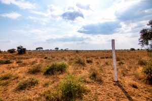 Olopololi mark white pole