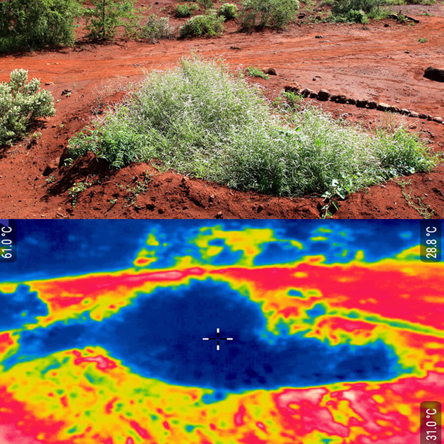 Cooling effect vegetation bund