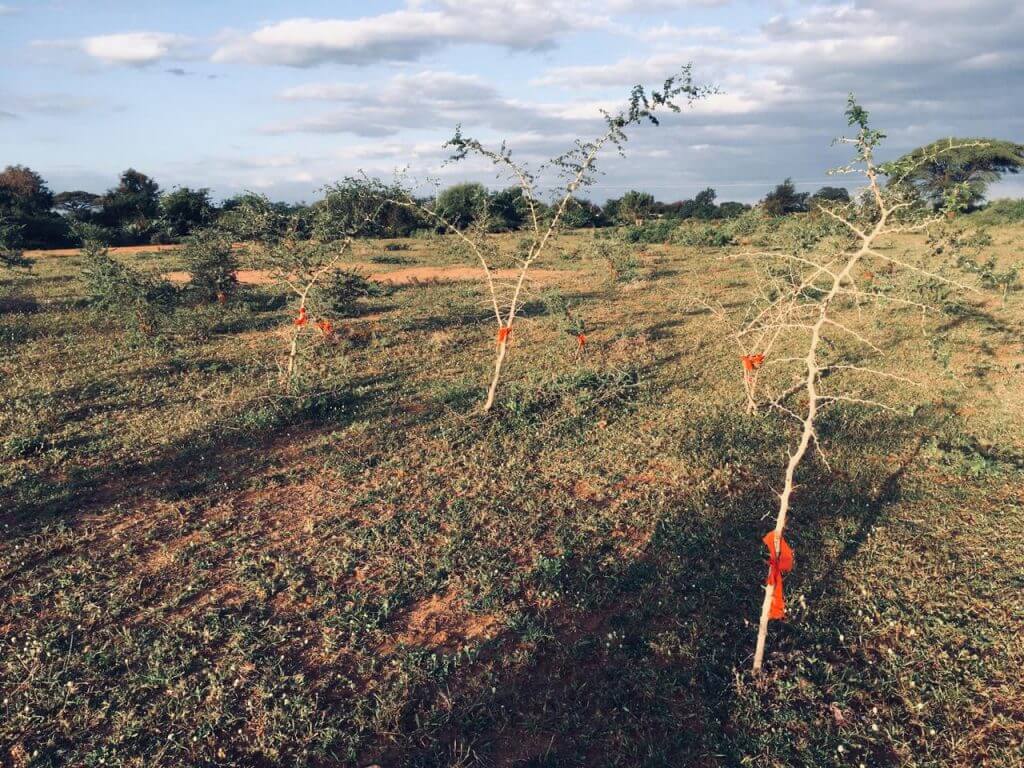 Kisiki Hai tree - Justdiggit