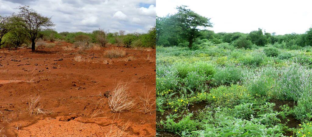 Kenia_Kuku_Before-After (2)