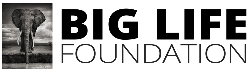 Partners_About us_Justdiggit_Big_LIfe_Foundation_logo