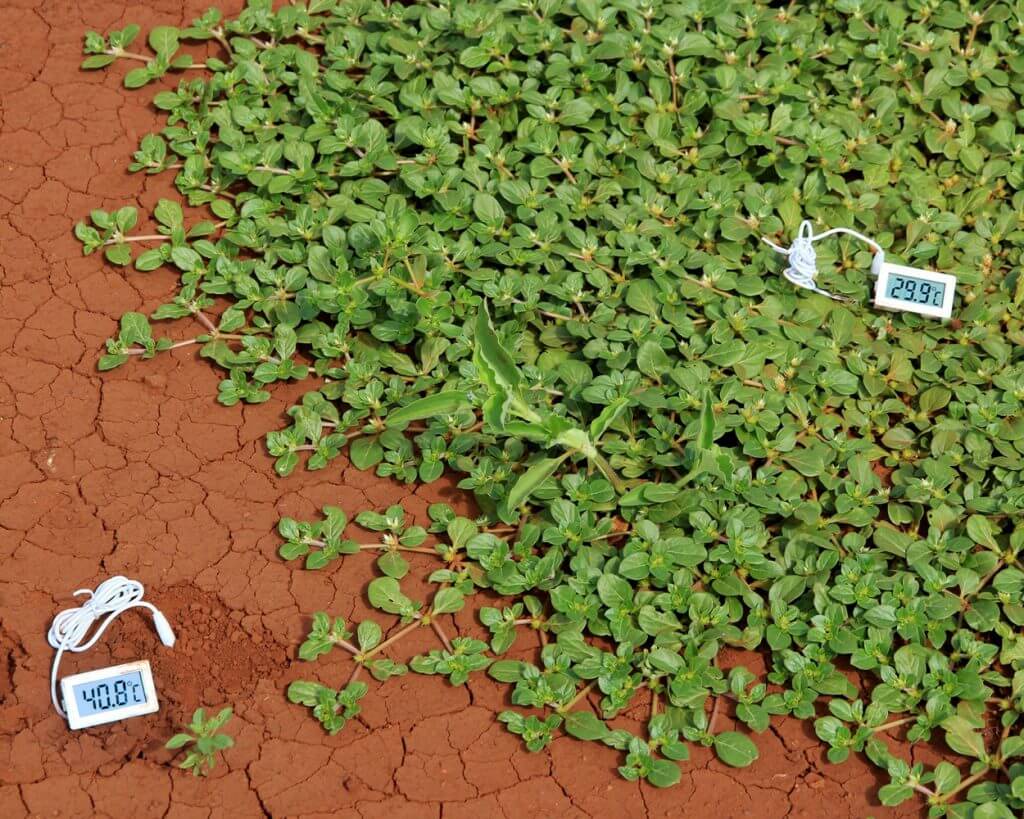 temperature soil vierkant