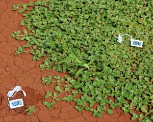 temperature soil vierkant