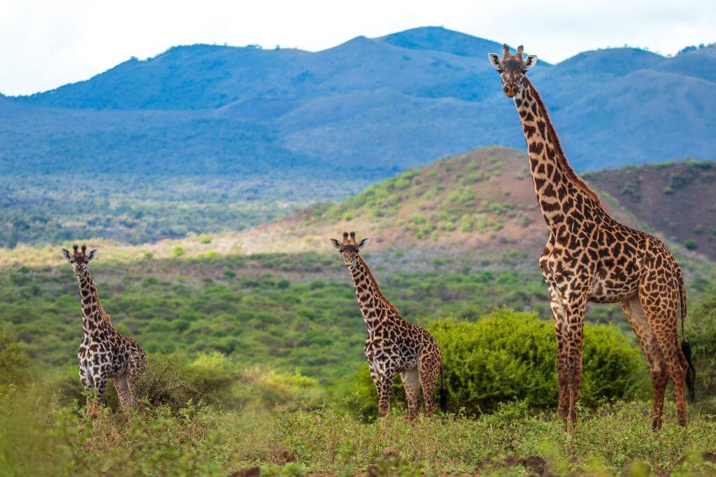 giraffes
