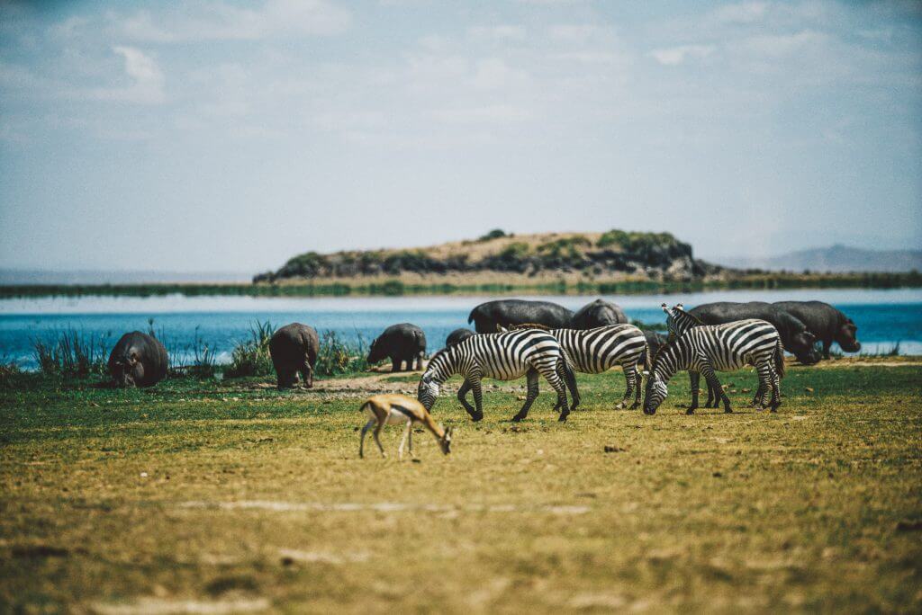 1608_Kenya_Amboseli_wildlife zebra(122 of 134)