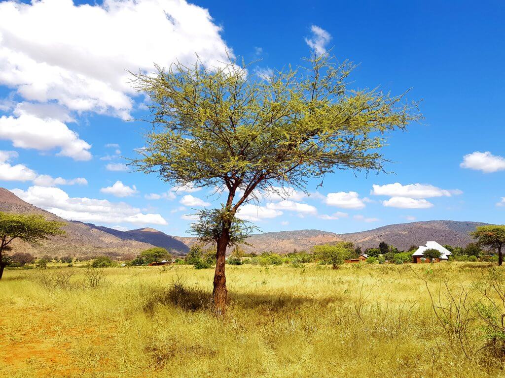 Tree in green landscape