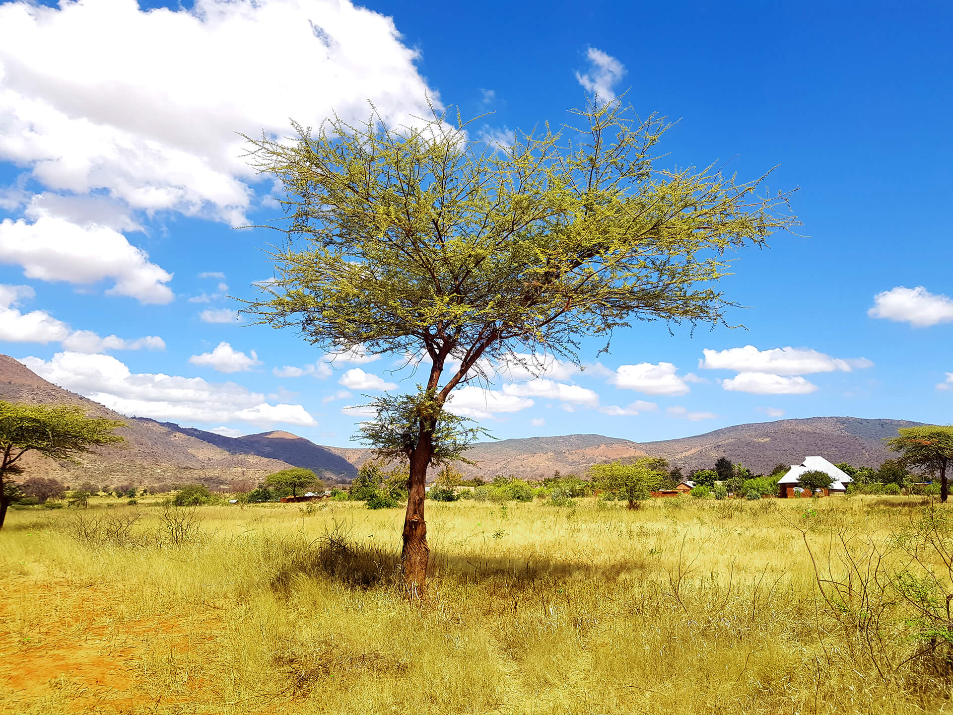 Tree in green landscape
