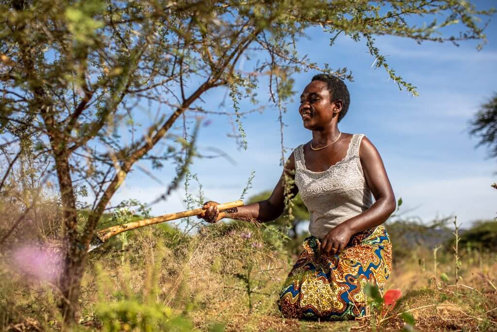 What we do Treecovery