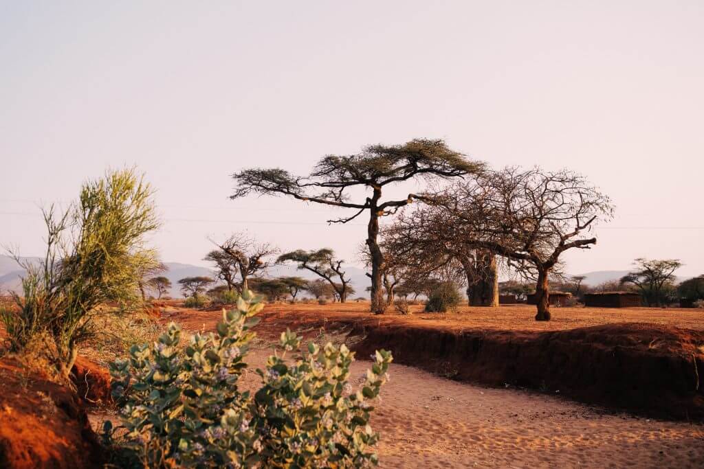 Drought - Africa - Justdiggit - Tree