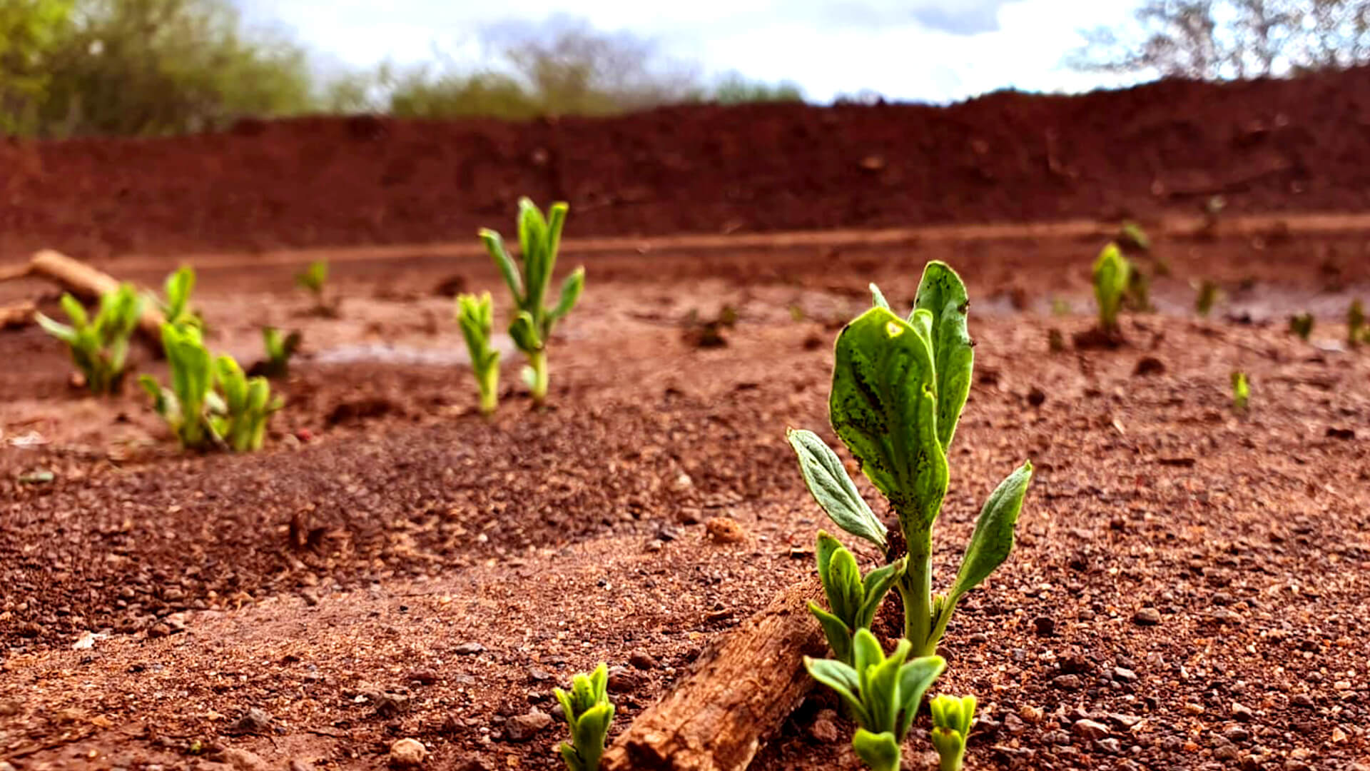 Copy of first vegetation ADJ