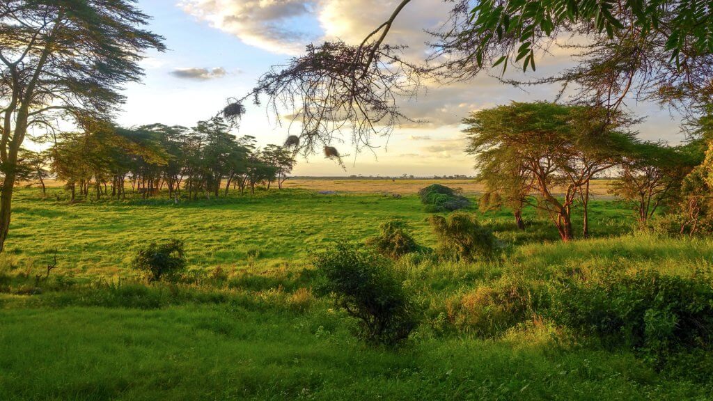 0_header_landscape restoration_what we do_Justdiggit_green_environment_Kenya