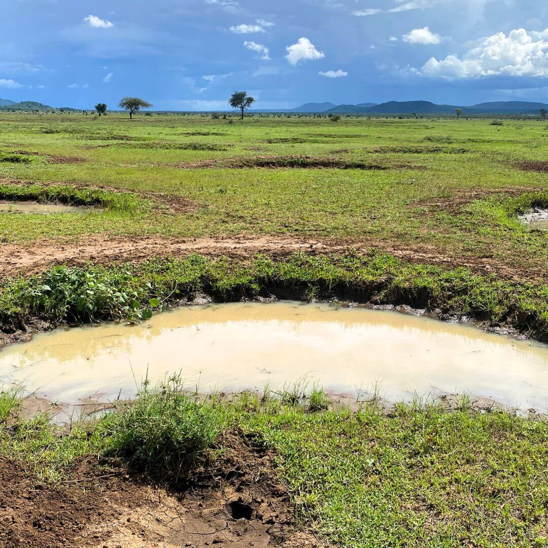 Rainwater harvesting bunds