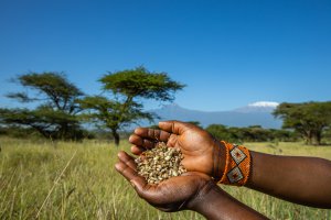 Grass seeds collected