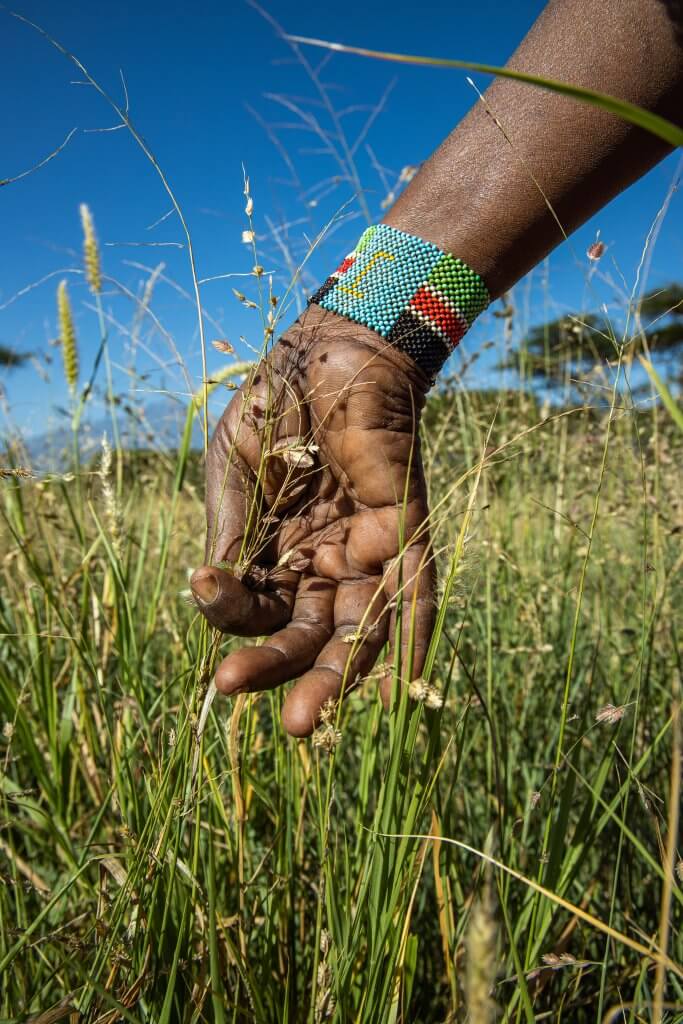 Seed harvesting 