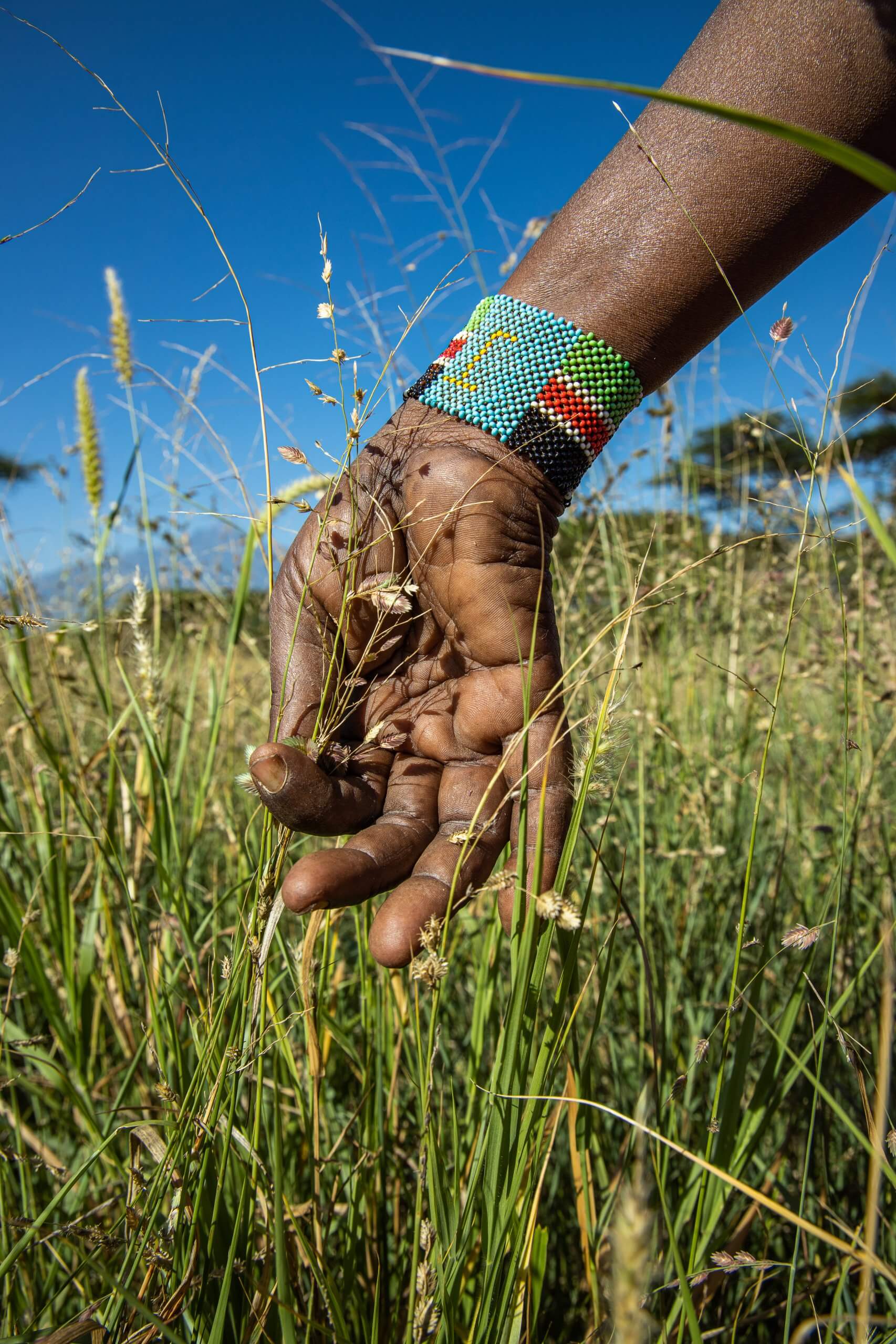 Seed harvesting 