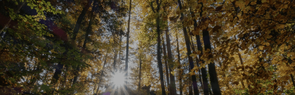 regreening Crowther Lab justdiggit summary regreening Crowther Lab justdiggit summary