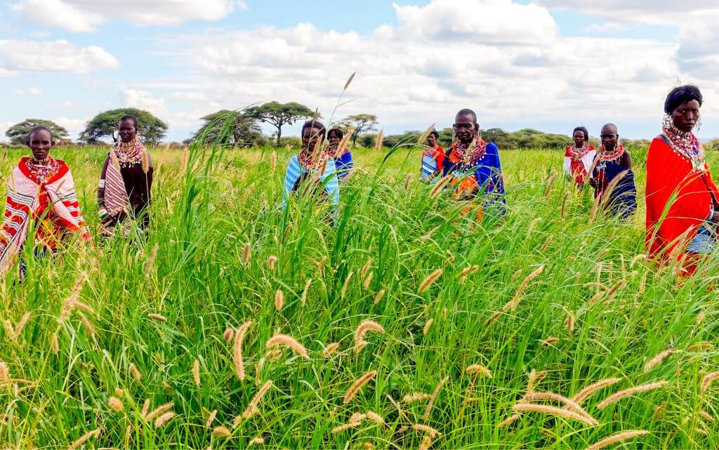 Grass seed banks Justdiggit